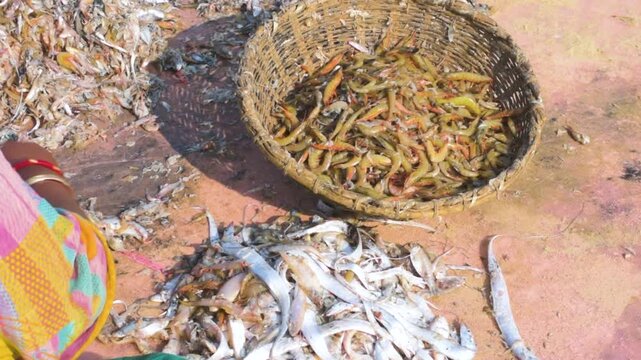 Village Women Sorting Fish and Shrimp in Baskets on Coastal Beach After Daily Catch
