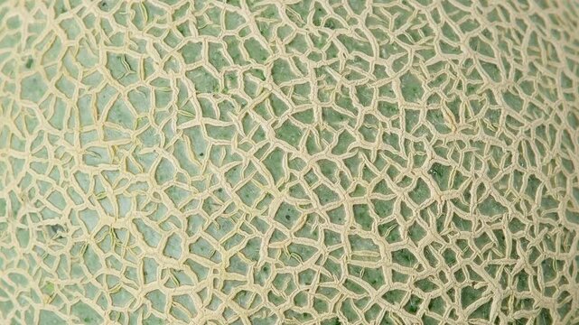 close-up of skin fresh melon.