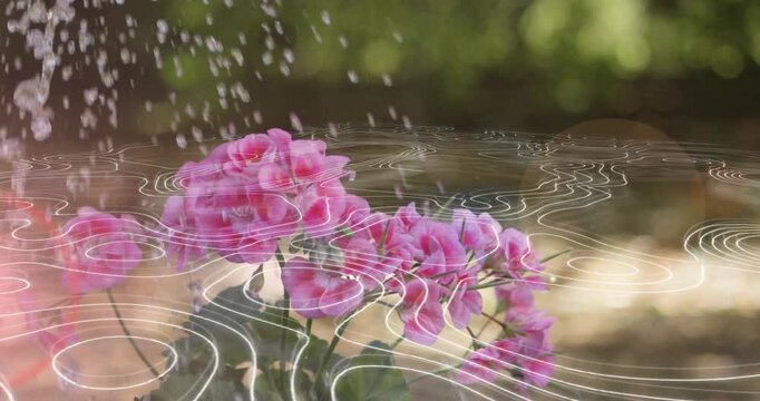 Pink blooms getting splashed by top-left water stream, ripple overlay animating to show hydration