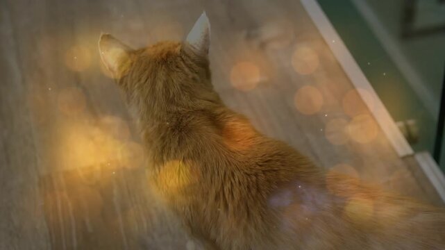 Camera starting, orange longhair cat walking ahead, veering right to doorway, golden bokeh drifting