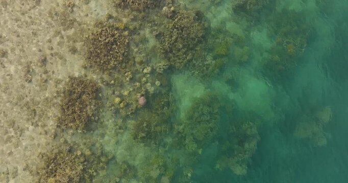 Top-down drone view panning over turquoise tropical water and coral reef shoreline in West Bali National Park, revealing marine textures, shallow lagoon gradients, and pristine coastal ecosystem