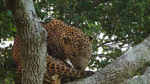 A wild Sri Lankan leopard (Panthera pardus kotiya) resting and grooming on a tree branch in its natural forest habitat. Cinematic wildlife footage captured in Sri Lanka showcasing natural behavior of