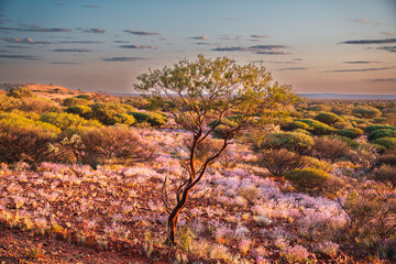 Outback desert landscape with flowering purple wildflowers at sunrise © Nazareno