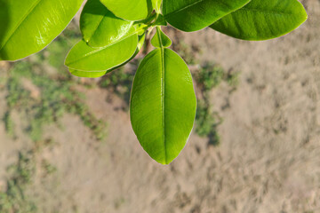 Fresh Pomelo Leaves in Morning Light (Citrus maxima) 