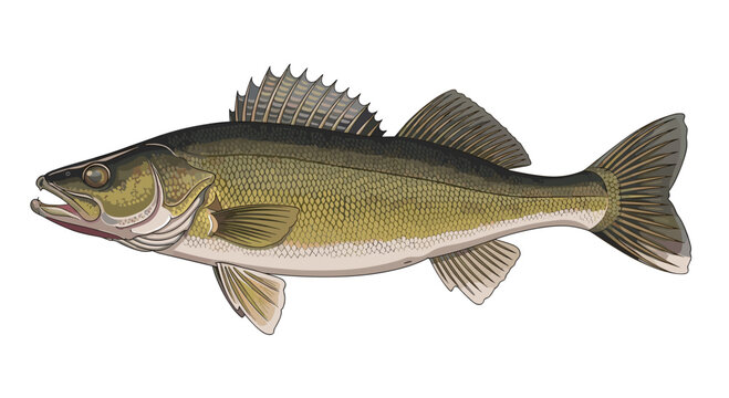 A realistic olive and gold walleye fish with detailed scales and fins is shown in profile against a plain white background.