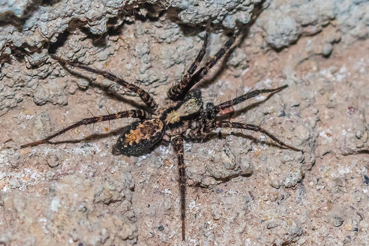 Wolf spider Lycosidae, gray tarantula in mexiquillo durango