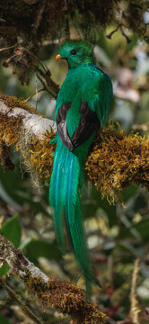 A stunning emerald bird perches on a moss-covered branch, showcasing its vibrant feathers. The scene captures the beauty of nature, highlighting the lush surroundings and vivid colors of wildlife.