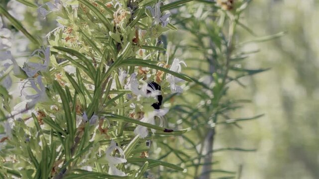 Abejorro buscando y polinizando