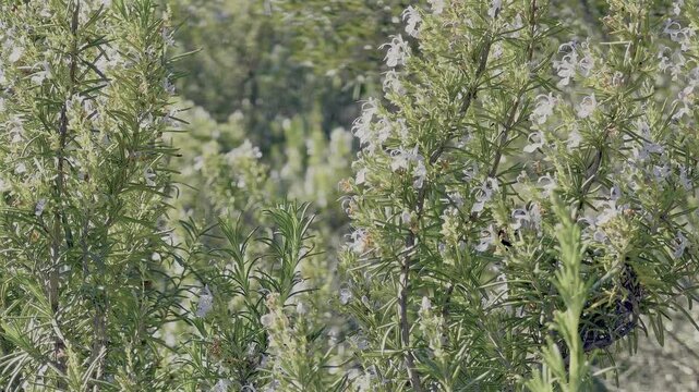 Abejorro buscando y polinizando