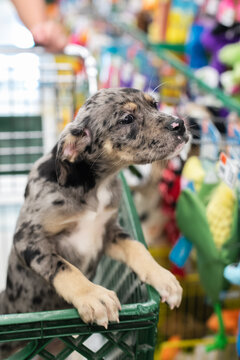 A newly adopted puppy from the humane society going shopping for new toys and treats.