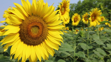 Fototapeta premium Sunflower blooming. Close-up of beautiful sunflowers in bloom on a sunny day of summer, copy space with selective focus.