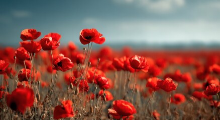 Obraz premium Vibrant Red Poppies Field Under Dramatic Cloudy Sky, Serene Landscape.
