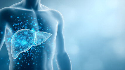 人間の肝臓の3Dイラスト｜肝機能の低下、炎症を表現