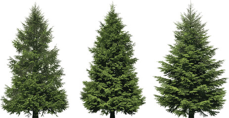 Fototapeta premium Three Evergreen Trees Standing Together in a Row, Isolated on a Clear Background, Captured from a Straight-On Viewpoint