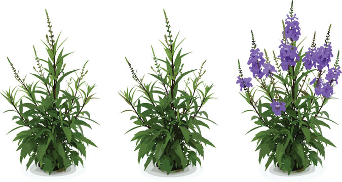 Three potted larkspur plants with varying bloom stages displayed together in a garden setting from a front viewpoint