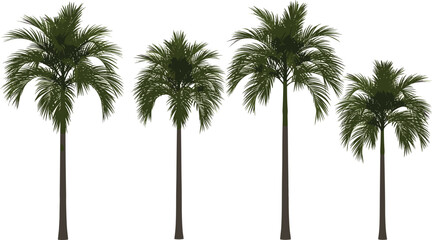 Fototapeta premium Four palm trees standing tall in a row against a clear sky viewed from a straight-on perspective