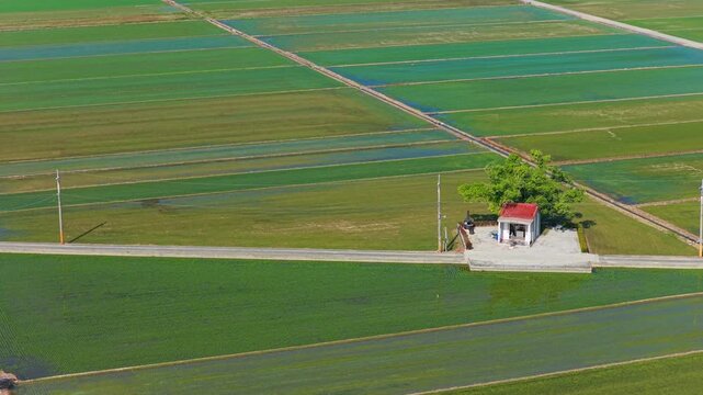Aerial view of a small temple in a field and green crops at Spring,Taiwan.