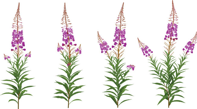Four fireweed plants with purple flowers and green leaves standing together in a row from a direct viewpoint