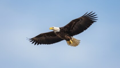 Fototapeta premium Majestic Bald Eagle Soaring High in a Clear Blue Sky