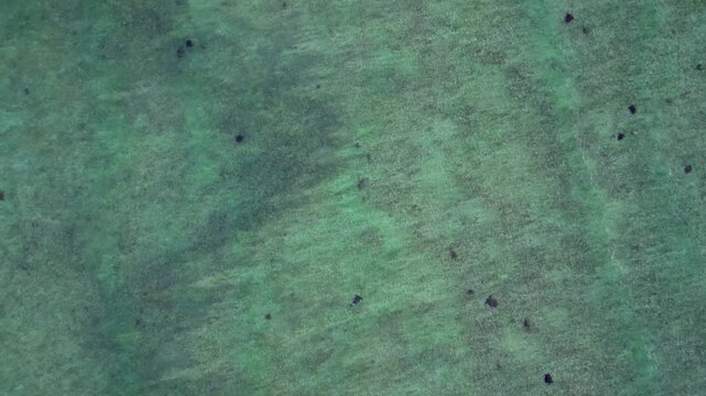 Sea turtles swimming in vast blue ocean water. Perfect aerial view drone