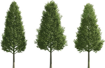 Obraz premium Three green trees with lush foliage standing side by side in a serene landscape viewed from the front