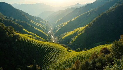 Naklejka premium Green terraced vineyards cover mountain slopes with a winding road below. Sunlight illuminates a rich valley and distant hazy peaks. This idyllic rural landscape invites peaceful exploration.