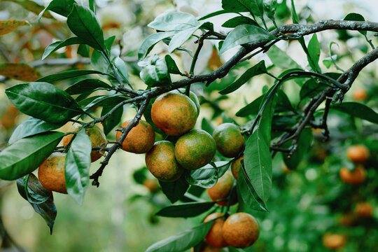 Citrus fruits on a leafy tree branch in an orchard, showing ripening color, fresh foliage and warm sunlight for harvest and natural farm imagery, vibrant seasonal produce