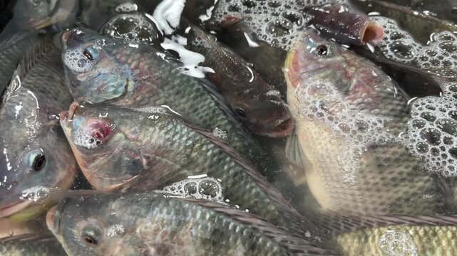 Video of a group of tilapia fish (Oreochromis niloticus) in a fish tank sold at a traditional market.