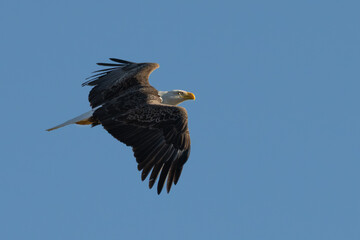 Fototapeta premium Closeup of a bald eagle in flight.