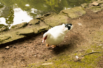 kaczka piżmowa, Cairina moschata, pekinka, biała kaczka © © Jakacki