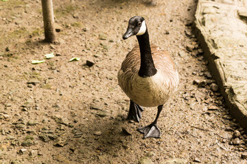 bernikla kanadyjska, Branta canadensis, gęś kanadyjska © © Jakacki