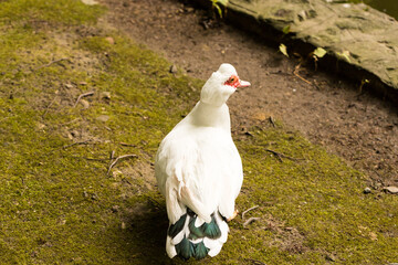 kaczka piżmowa, Cairina moschata, pekinka, biała kaczka © © Jakacki