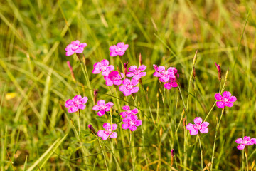 kwiaty polne, goździk kropkowany, Dianthus deltoides © © Jakacki