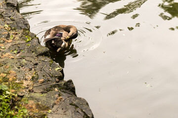 piękna kaczka w stawie, kaczka krzyżówka, Anas platyrhynchos © © Jakacki