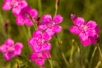 kwiaty polne, goździk kropkowany, Dianthus deltoides © © Jakacki