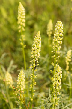 ż&oacute;łte kwiaty, rezeda ż&oacute;łta, Reseda lutea