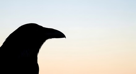 Fototapeta premium Silhouette of a bird against a gradient sky