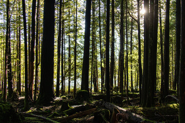 Obraz premium Bright sunstar shining through a dense forest of tall evergreen trees at Alice Lake Provincial Park Squamish Canada