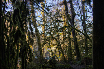 Sunlight filtering through mossy trees in a dense evergreen forest at Alice Lake Provincial Park Squamish Canada