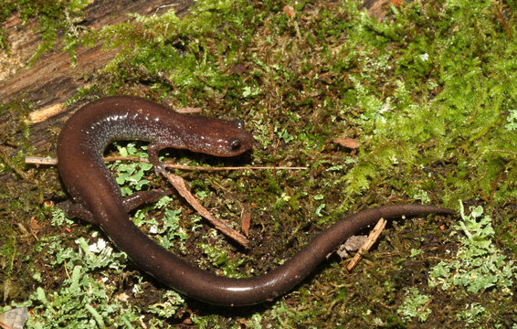 The gray, "lead back" phase of the eastern redback salamander (Plethodon cinereus) on background of green moss and lichen.