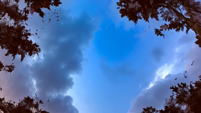 A low-angle shot showcases a dramatic sky framed by tree branches, with falling leaves