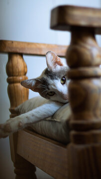 La mirada curiosa de un gato