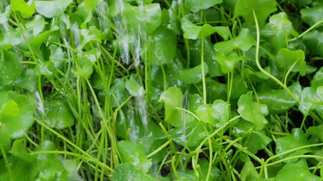 Rain on centella asiatica fresh background, farmer watering herb organic plant natural green leaf garden, herbal aromatic gotu kola medical for good health.
