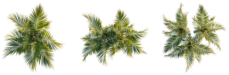 Hedyscepe canterburyana tree plan, top view, cutout, transparent background, isolate, Detailed tropical palm leaf close-up, high resolution, vibrant colors, natural texture, botanical art © KP Stock
