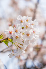 Naklejka premium Kawagoe Riverbank Cherry Blossoms in Spring 