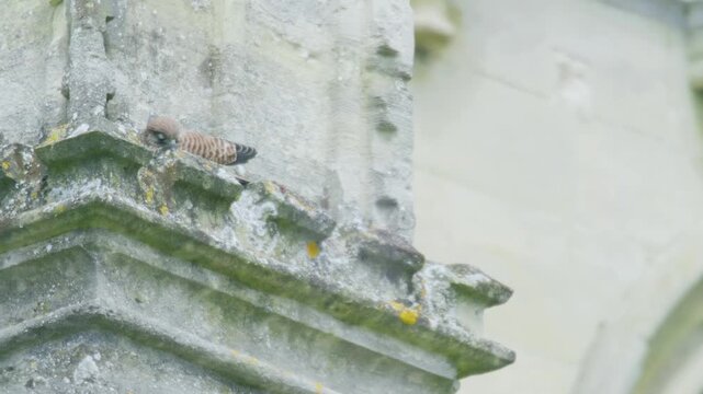 Wild common kestrel resting and sleeping while perched on historic church architecture in Wiltshire England.