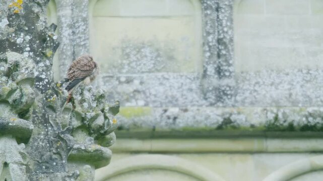Common kestrel perched on ornate historic church stonework in Wiltshire England showing urban wildlife behaviour.