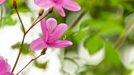 Fototapeta premium 緑の背景に映える鮮やかなピンク色のツツジの花のクローズアップ