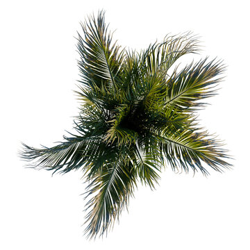 Rhopalostylis sapida tree plan, top view, cutout, transparent background, isolate, Detailed Green Fern Leaf Pattern, Natural Texture, Botanical Close-Up, Organic Design Element