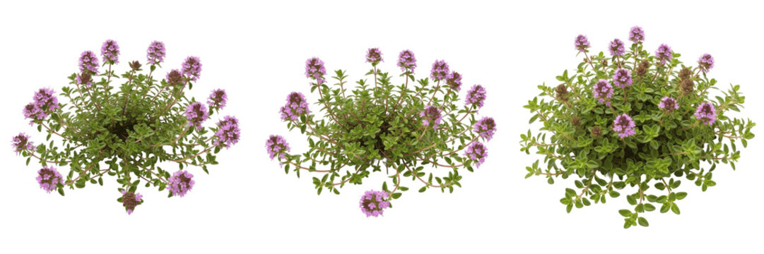 Set and collection of blooming thyme herbs with purple flowers isolated on white transparent png background